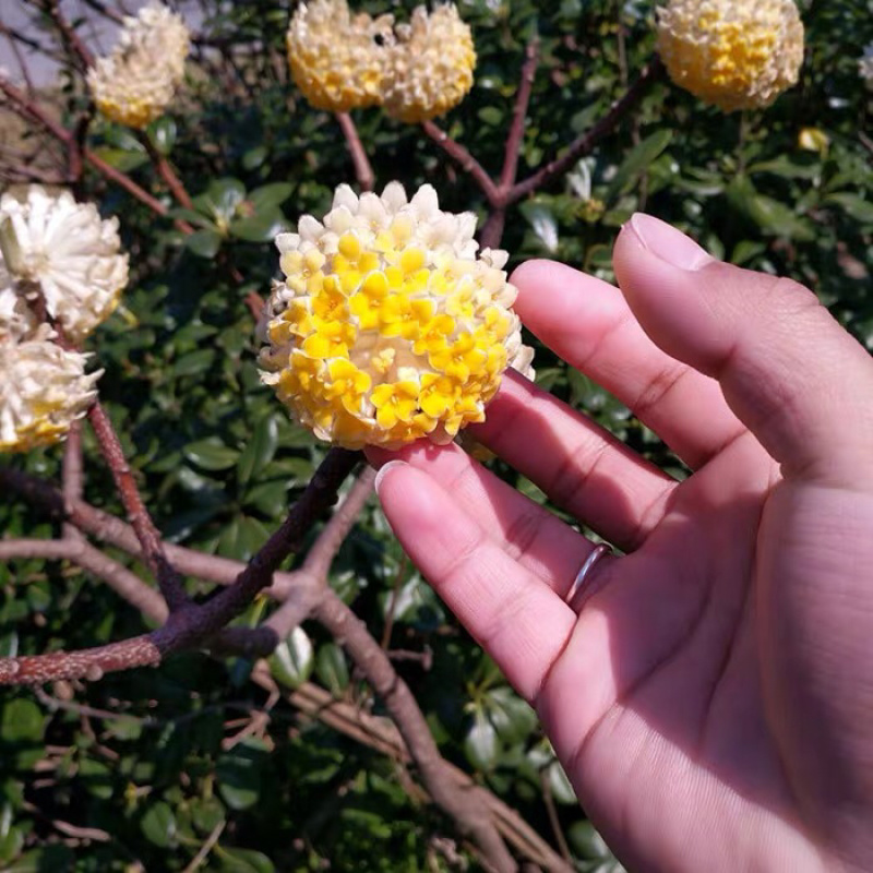结香花结香花苗结香花树苗浓香扑鼻耐寒花卉