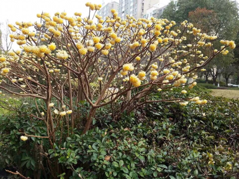 结香花结香花苗结香花树苗浓香扑鼻耐寒花卉