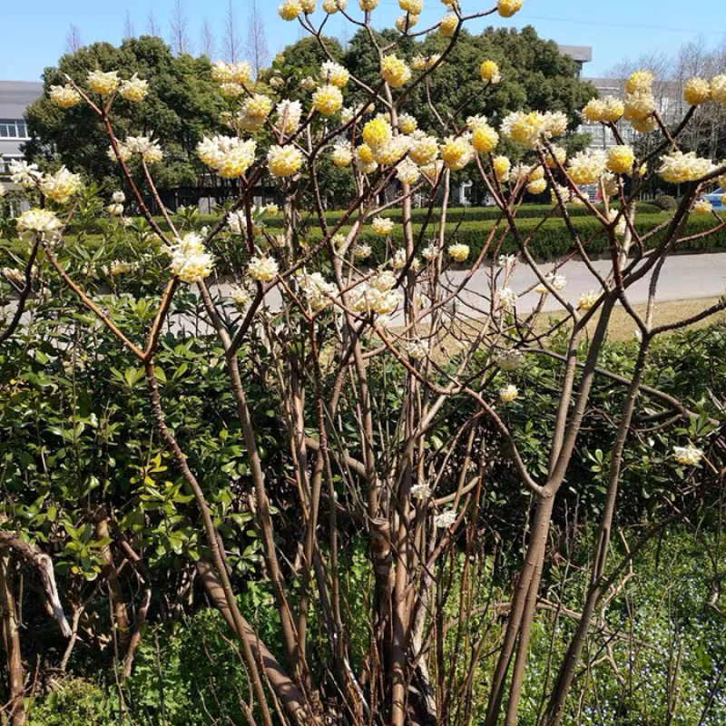 结香花结香花苗结香花树苗浓香扑鼻耐寒花卉