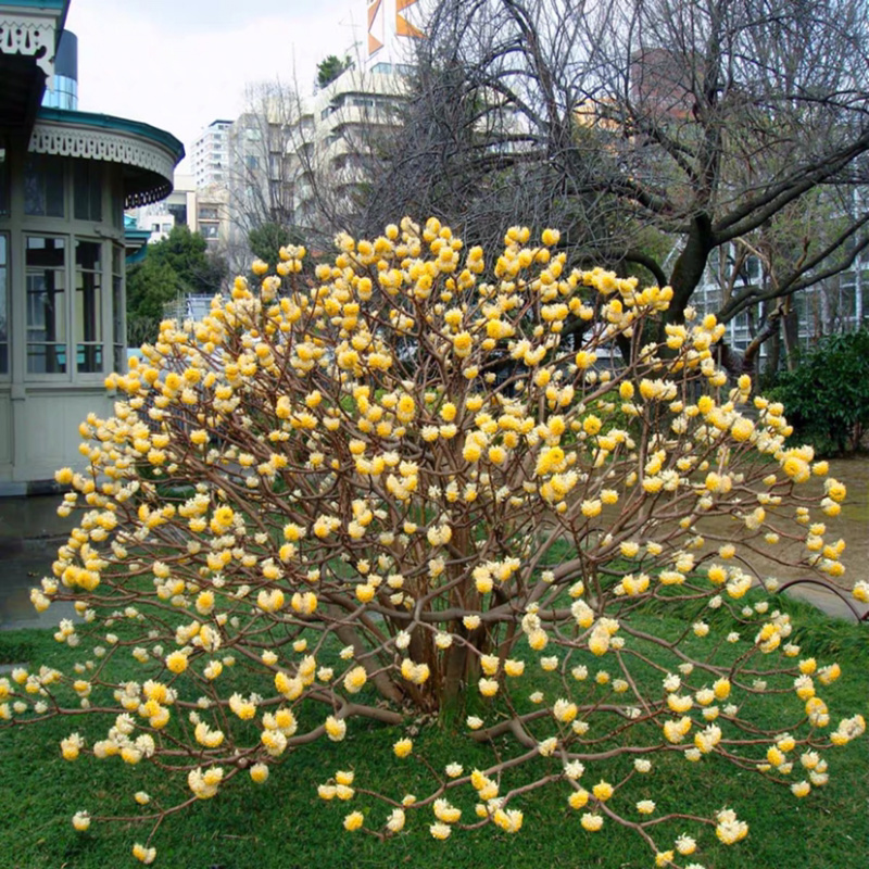 结香花结香花苗结香花树苗浓香扑鼻耐寒花卉