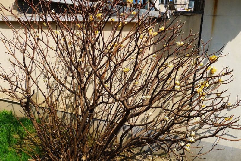 结香花结香花苗结香花树苗浓香扑鼻耐寒花卉