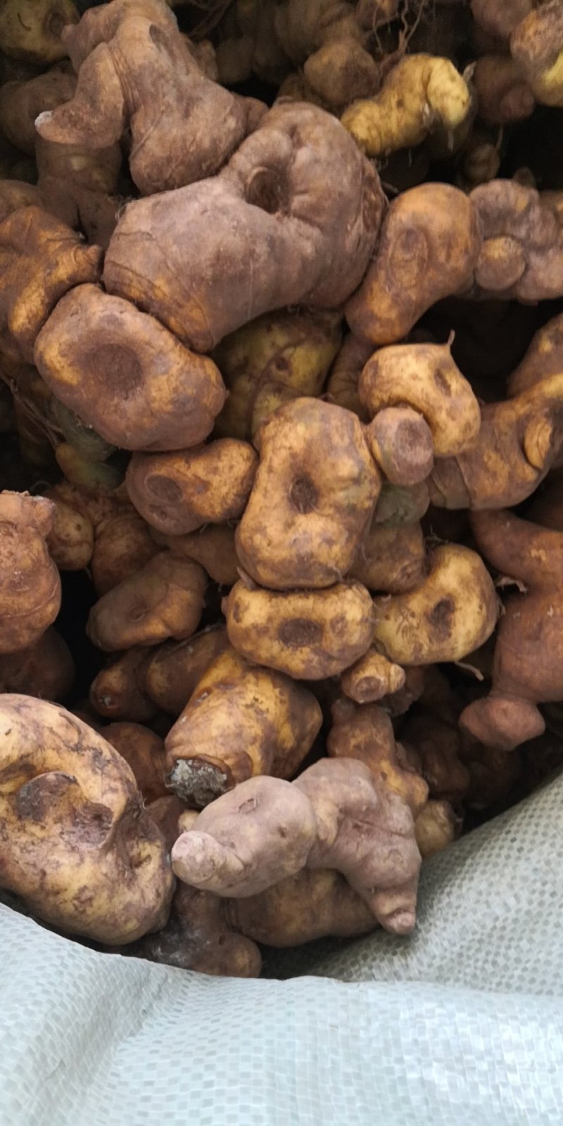 黄精干片