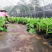 中蕉9号香蕉苗产量高易种植易管理快速收成