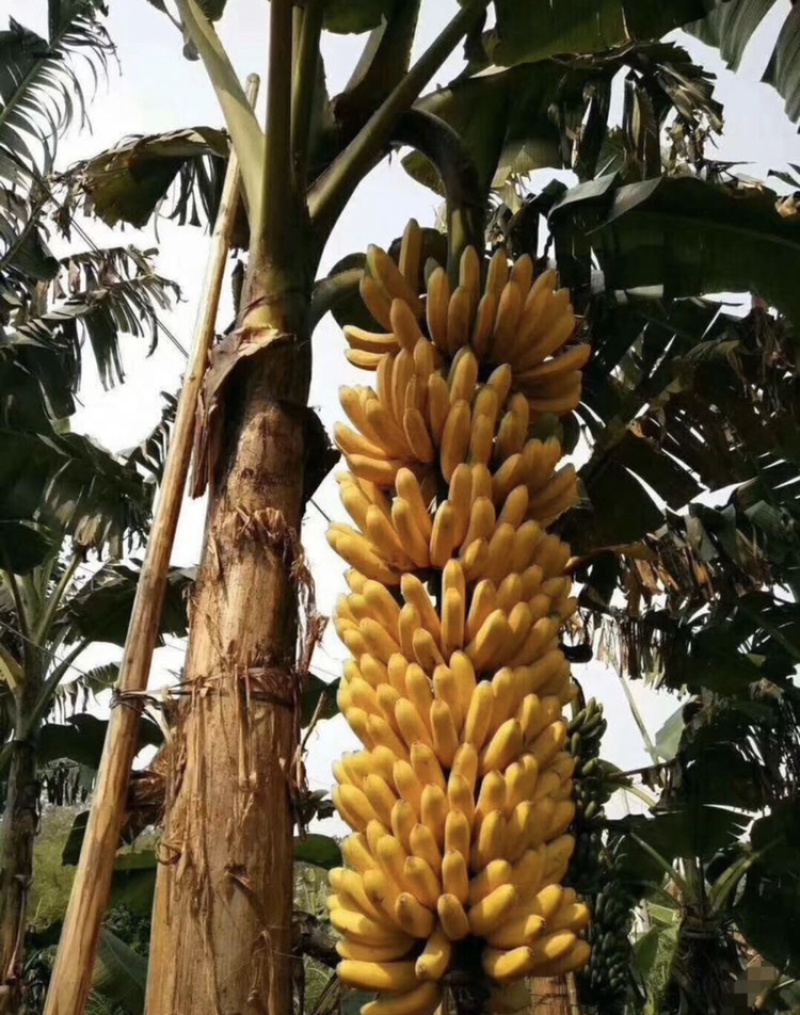 中蕉9号香蕉苗产量高易种植易管理快速收成