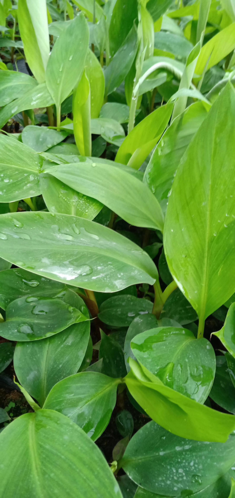 中蕉9号香蕉苗产量高易种植易管理快速收成