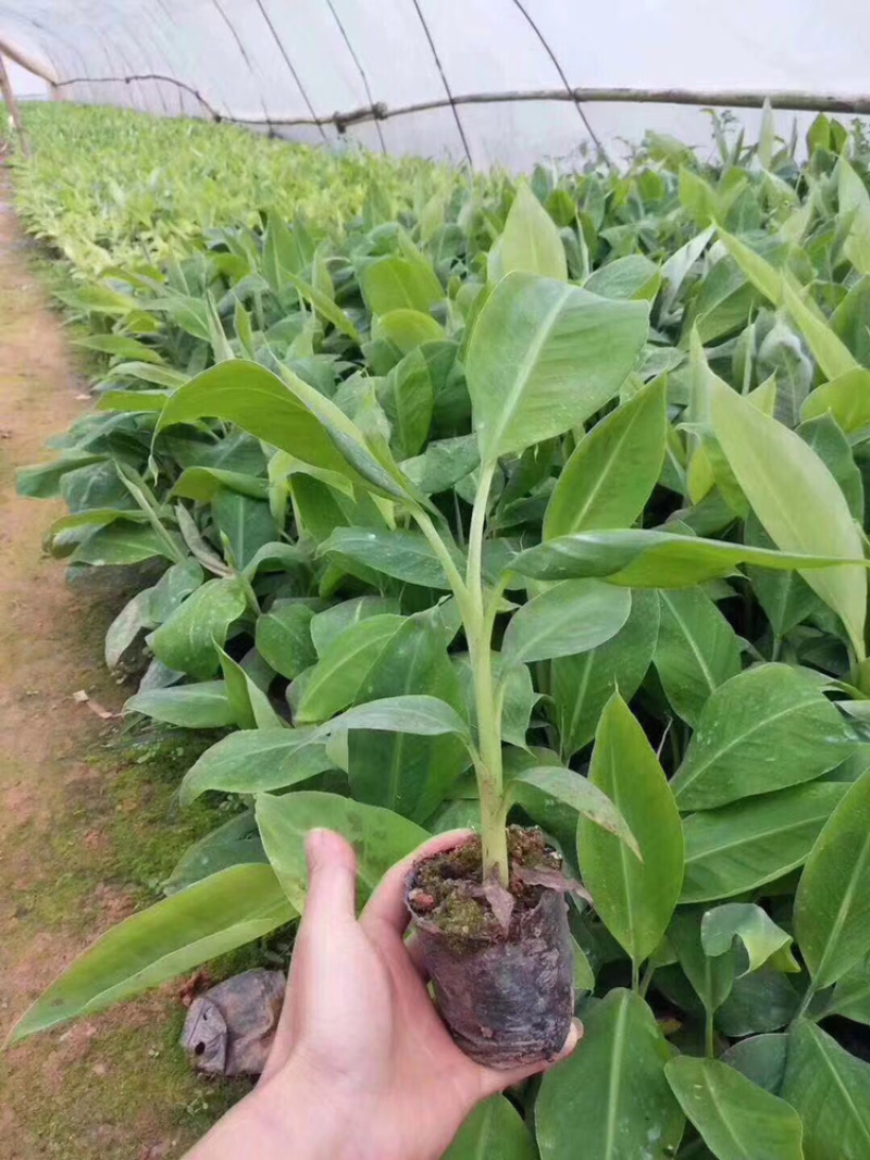中蕉9号香蕉苗产量高易种植易管理快速收成
