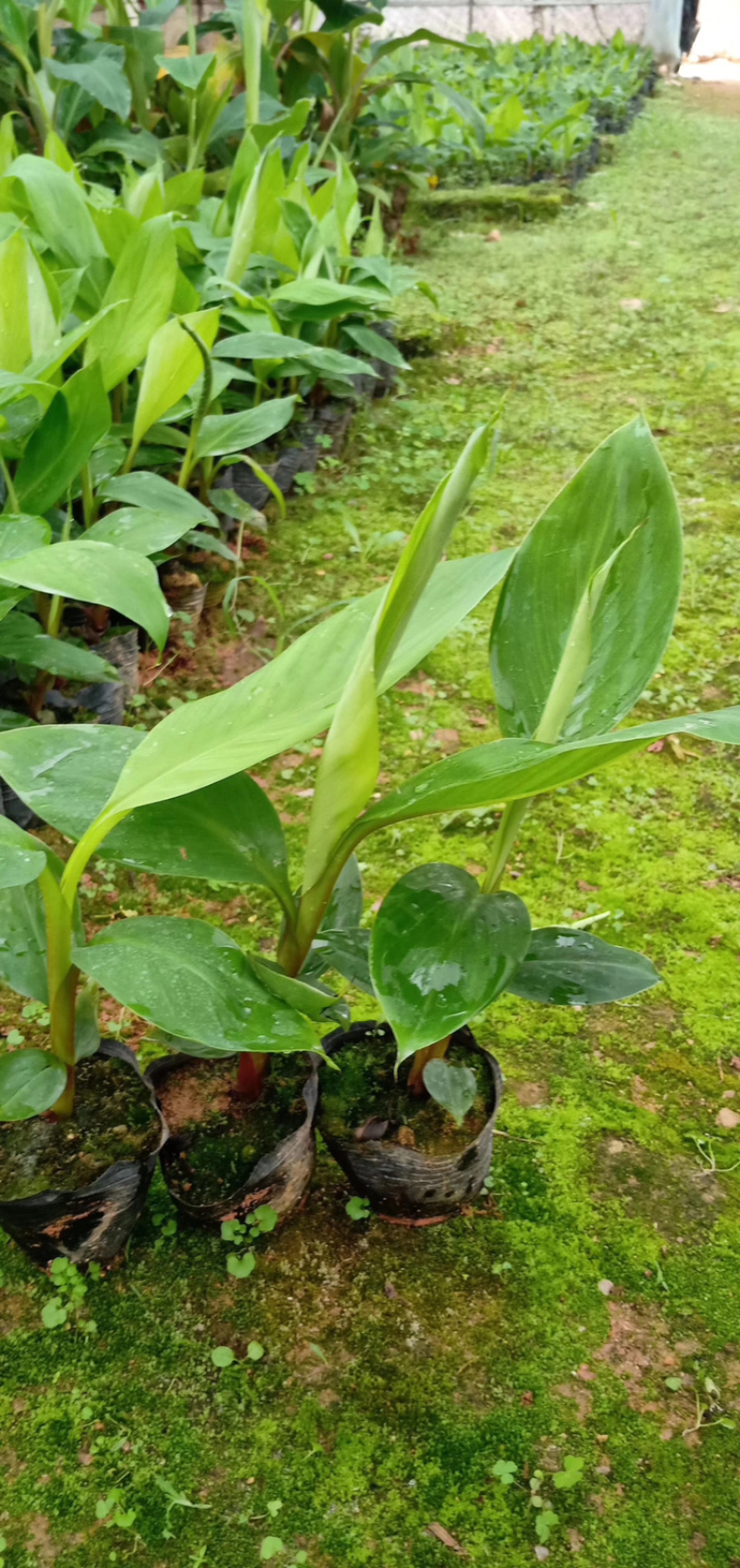 中蕉9号香蕉苗产量高易种植易管理快速收成