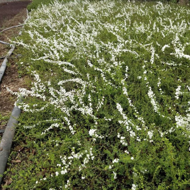 珍珠梅又名雪梅。雪柳。喷雪花。高度50，直销