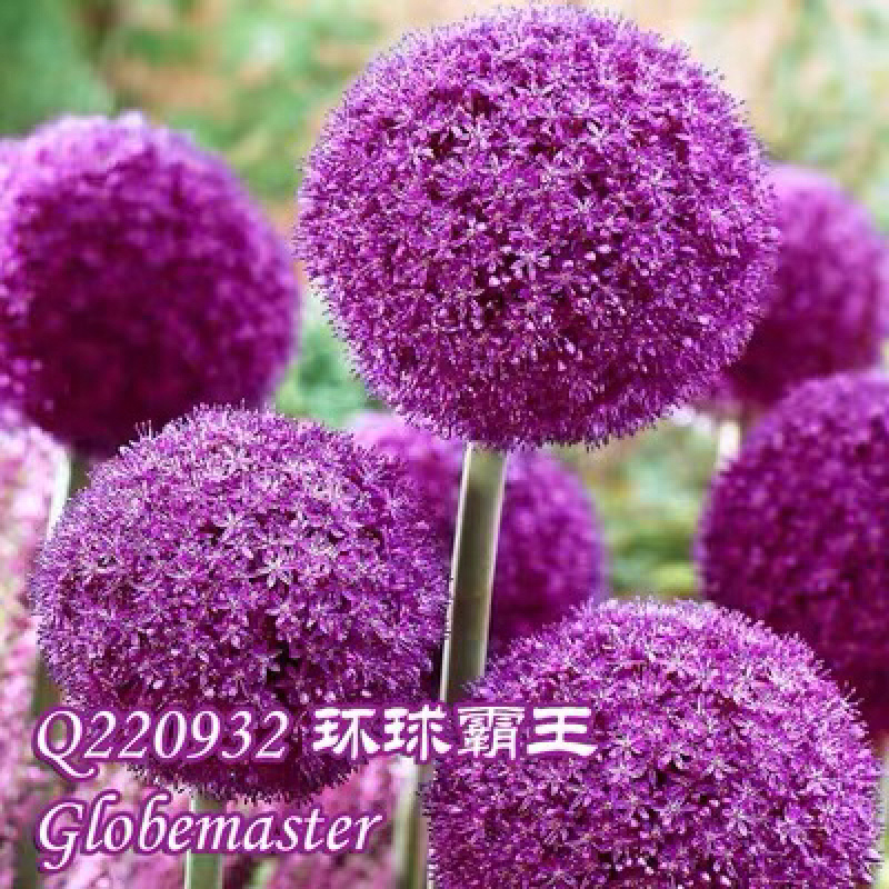 荷兰进口大花葱种球盆栽花卉植物庭院地栽种球当年开花