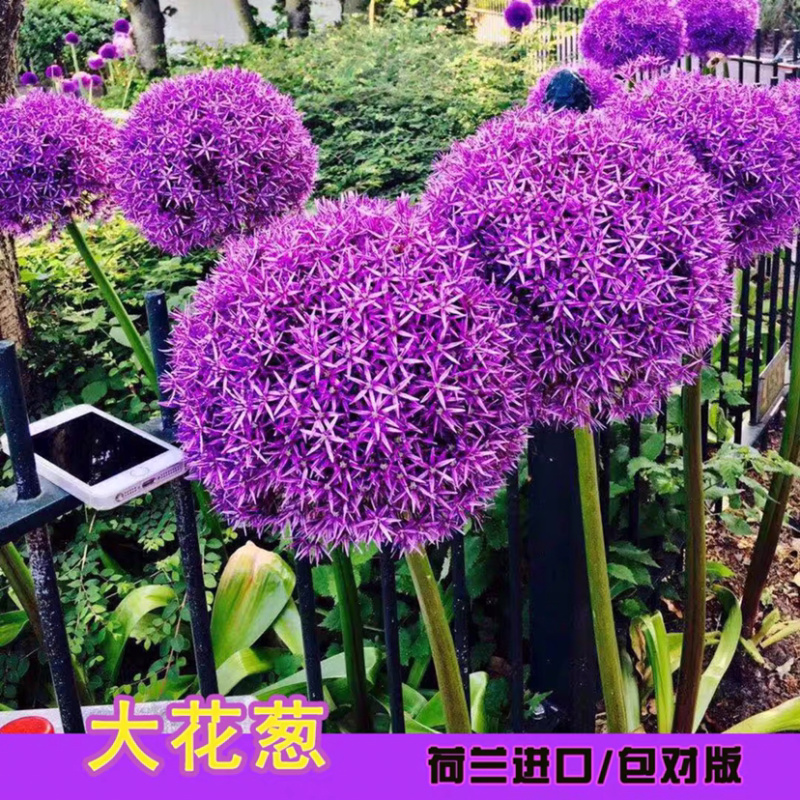荷兰进口大花葱种球盆栽花卉植物庭院地栽种球当年开花