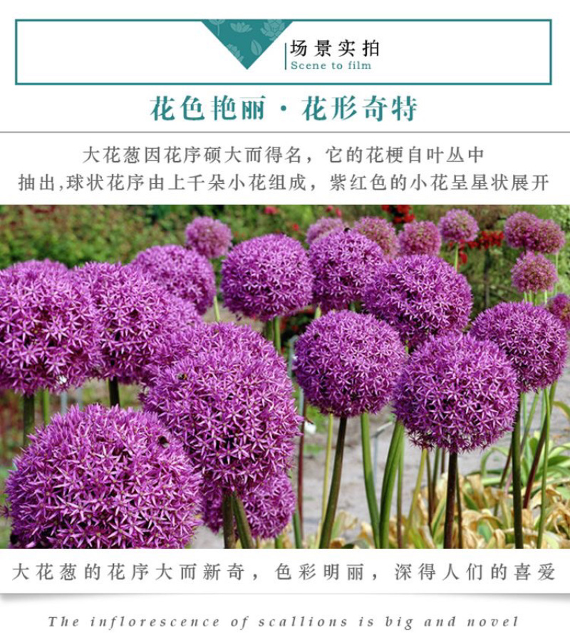 荷兰进口大花葱种球盆栽花卉植物庭院地栽种球当年开花