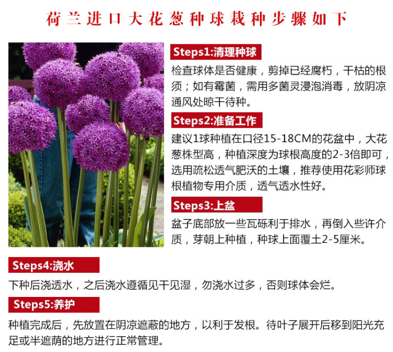荷兰进口大花葱种球盆栽花卉植物庭院地栽种球当年开花