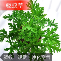 驱蚊草6元一颗量大优惠室内驱杀蚊虫绿色花卉植物