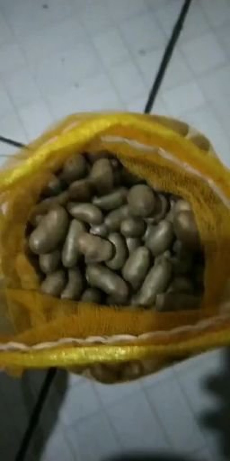 河北省安平县小白嘴白山药，山药豆，大量现货