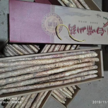 河北省安平县小白嘴白山药，山药豆，大量现货