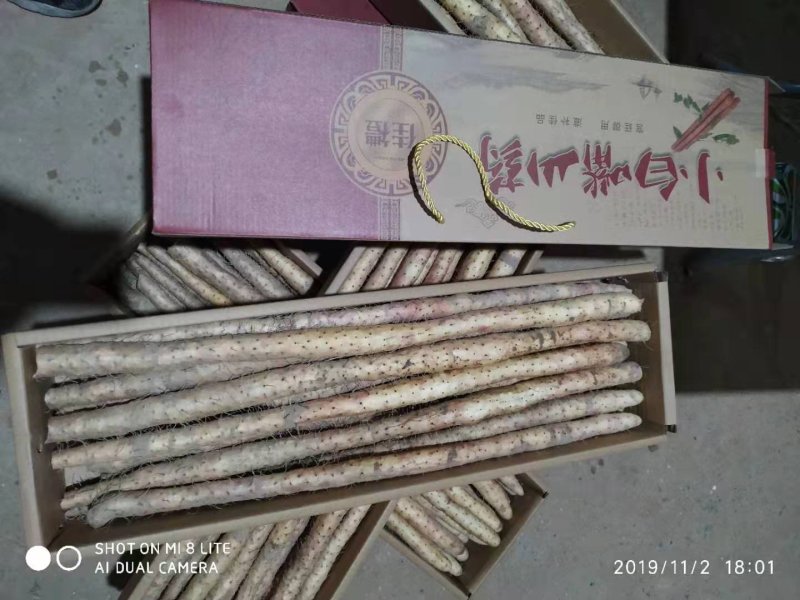 河北省安平县小白嘴白山药，山药豆，大量现货