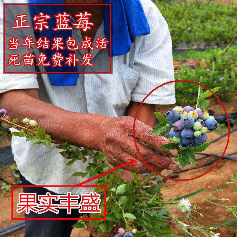 大果蓝莓树苗盆栽地栽果树苗蓝莓南北方当年结果