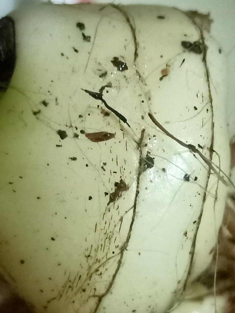毛慈姑，泥冰子，山慈姑，无黑子，