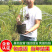 大果蓝莓树苗盆栽地栽果树苗蓝莓南北方当年结果