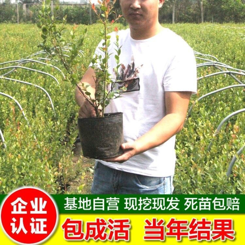 大果蓝莓树苗盆栽地栽果树苗蓝莓南北方当年结果