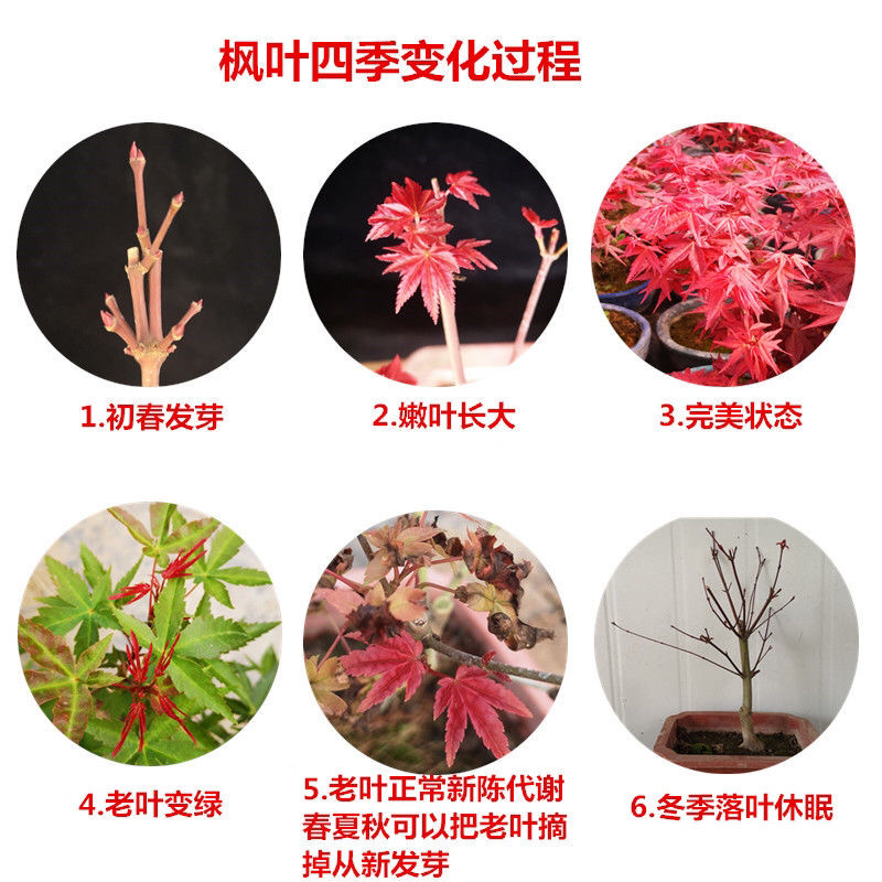 矮桩红枫盆景日本红枫红舞姬