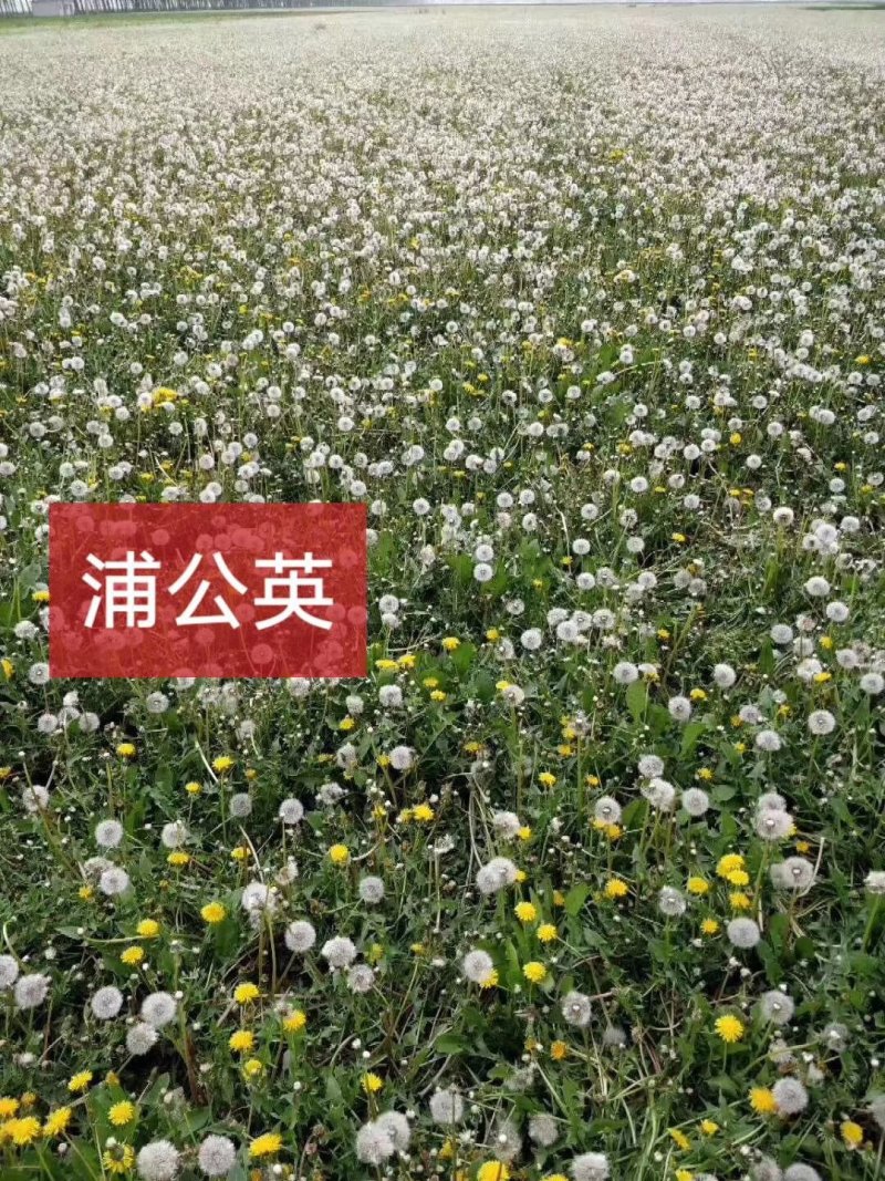 蒲公英种子婆婆丁子出芽率%90免费技术指导成品回收