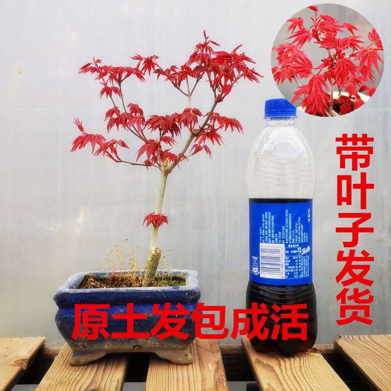 矮桩红枫盆景日本红枫红舞姬