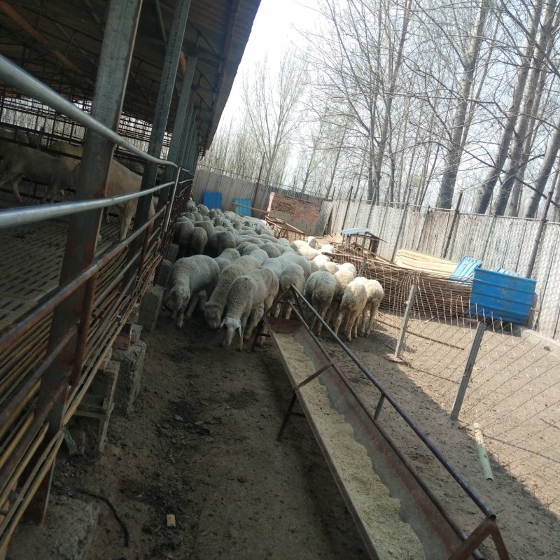 绵羊出栏开始销售保证质量免费运输量大优惠