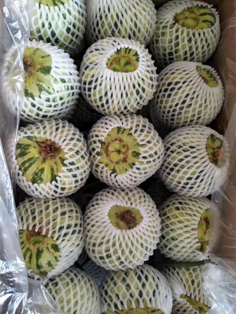 花美人，花蕾甜瓜，实力代收产地直销代发全国