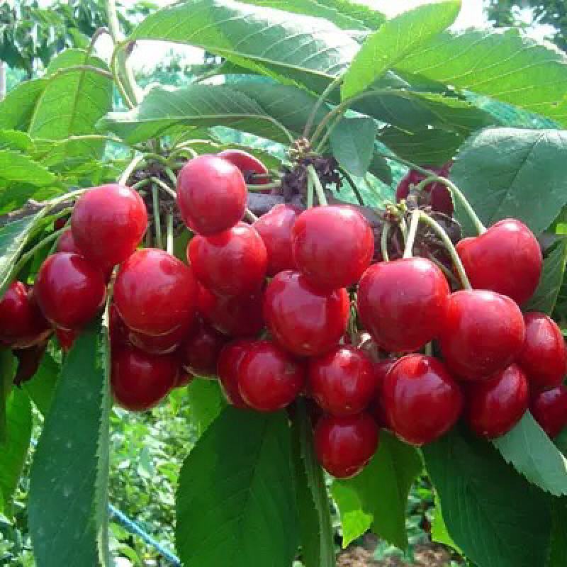 樱桃树樱桃树苗美早车厘子南方北方种植盆栽地栽乔