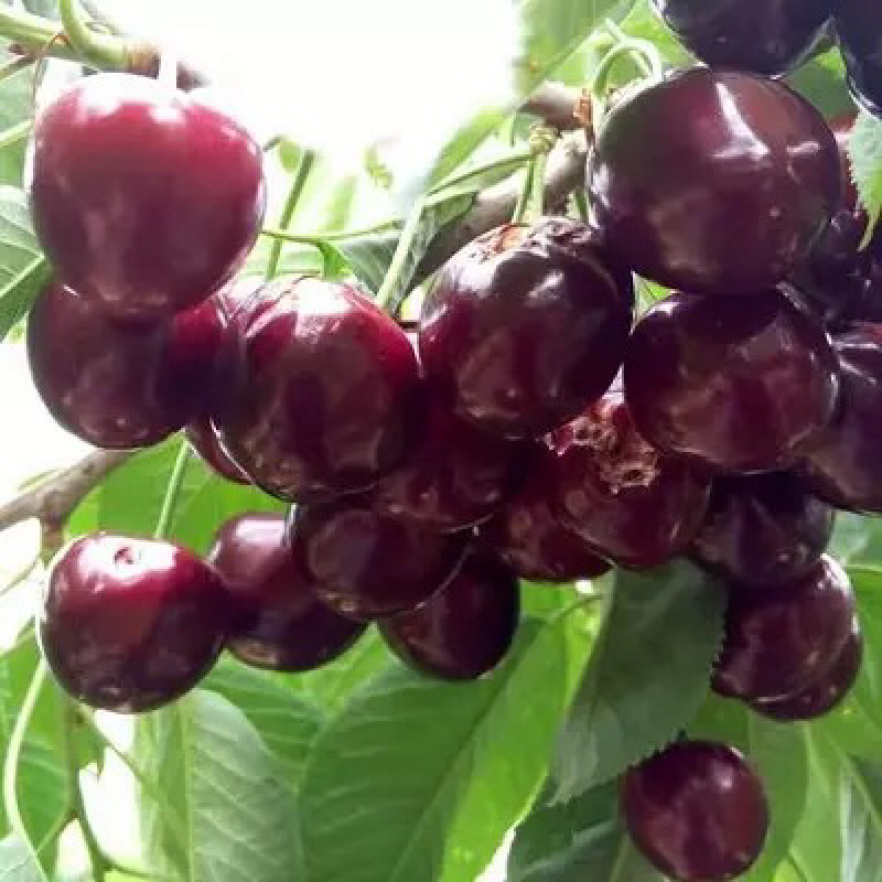 车厘子树苗特大樱桃苗果树苗地栽樱桃树苗南北方种植当年结果