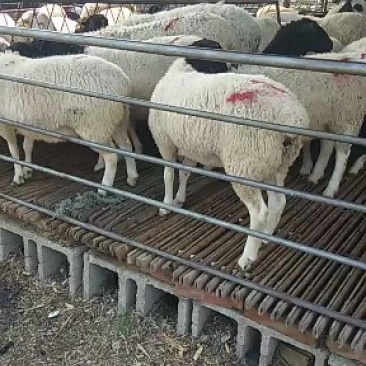 杜波羊出栏开始销售保证质量免费运输量大优惠