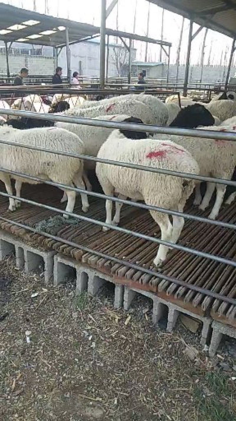 杜波羊出栏开始销售保证质量免费运输量大优惠