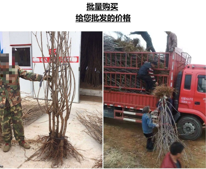 车厘子树苗特大樱桃苗果树苗地栽樱桃树苗南北方种植当年结果