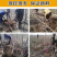 车厘子树苗特大樱桃苗果树苗地栽樱桃树苗南北方种植当年结果