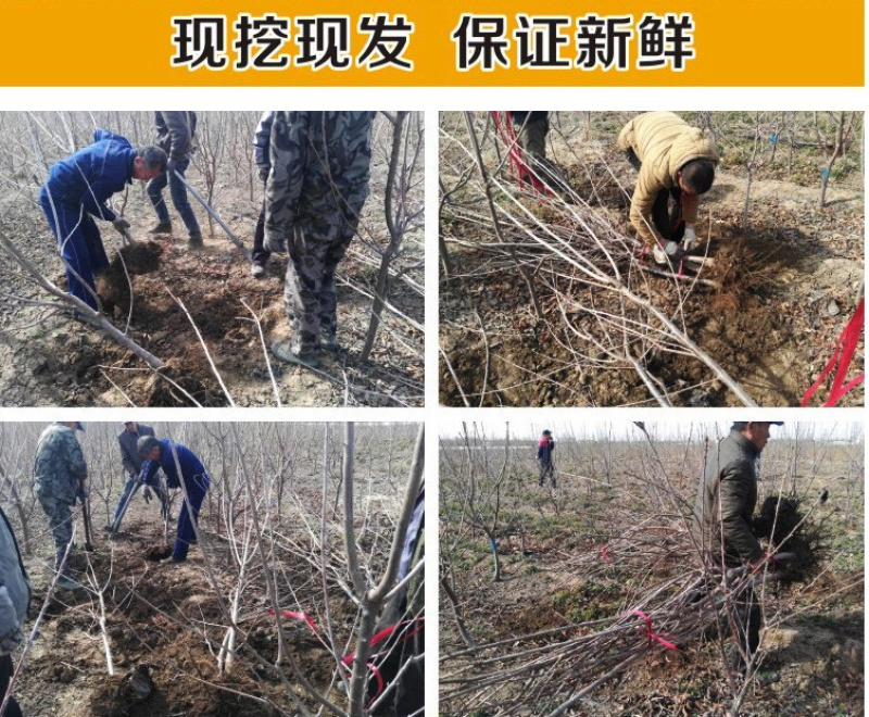 车厘子树苗特大樱桃苗果树苗地栽樱桃树苗南北方种植当年结果