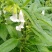 本地白芝麻