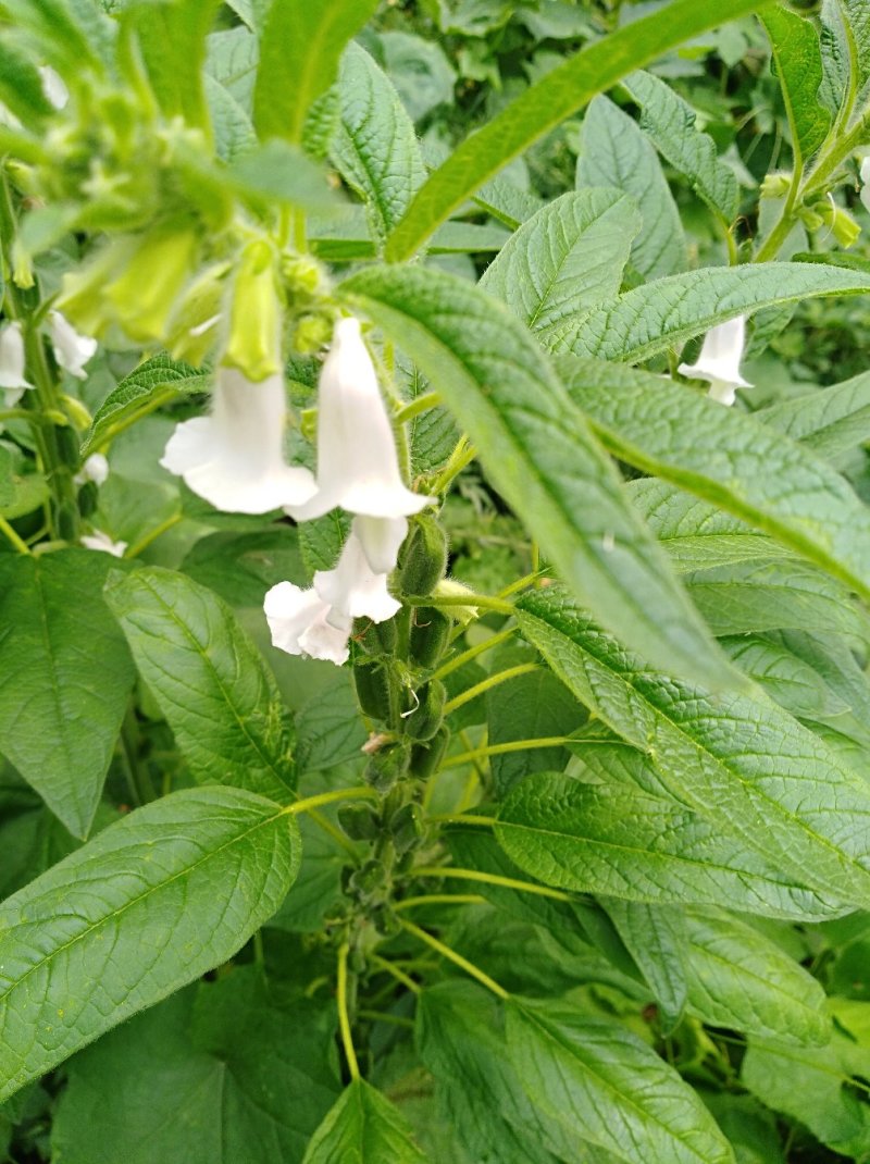 本地白芝麻