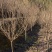 樱花晚樱大小苗日本晚樱工程绿化苗