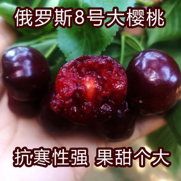 车厘子树苗特大樱桃苗果树苗地栽樱桃树苗南北方种植当年结果