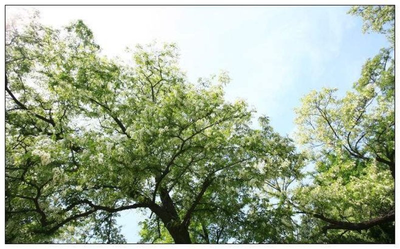 洋槐花，来自无污染的秦岭山麓的野生佳品，山民自采