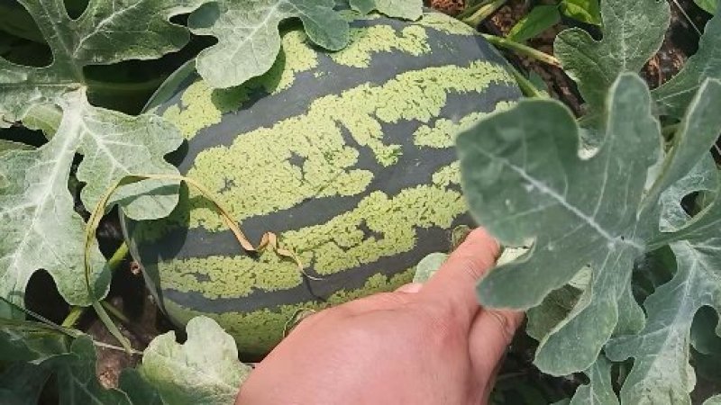 预售，甜王西瓜，双星西瓜大量上市装车物流一条龙服务