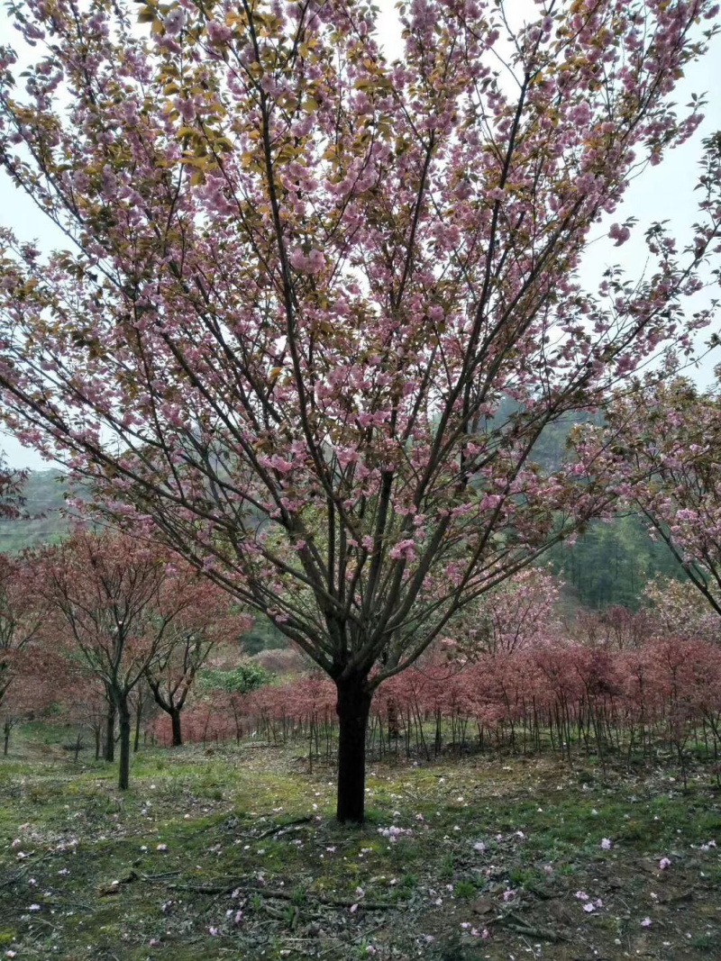 樱花晚樱大小苗日本晚樱工程绿化苗