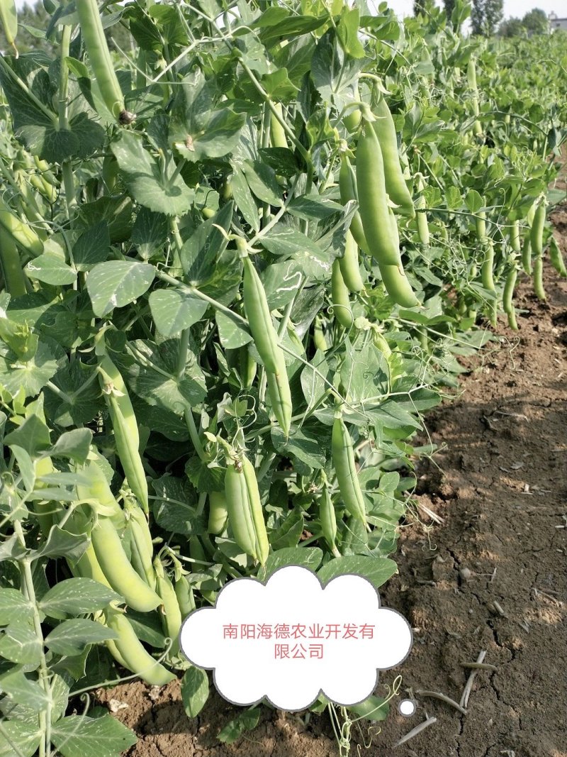 豌豆角大量上市南阳种植基地直发质量保证！