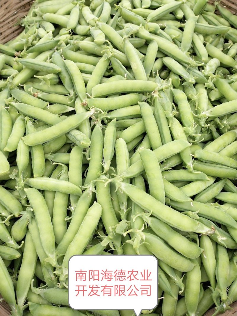 豌豆角大量上市南阳种植基地直发质量保证！