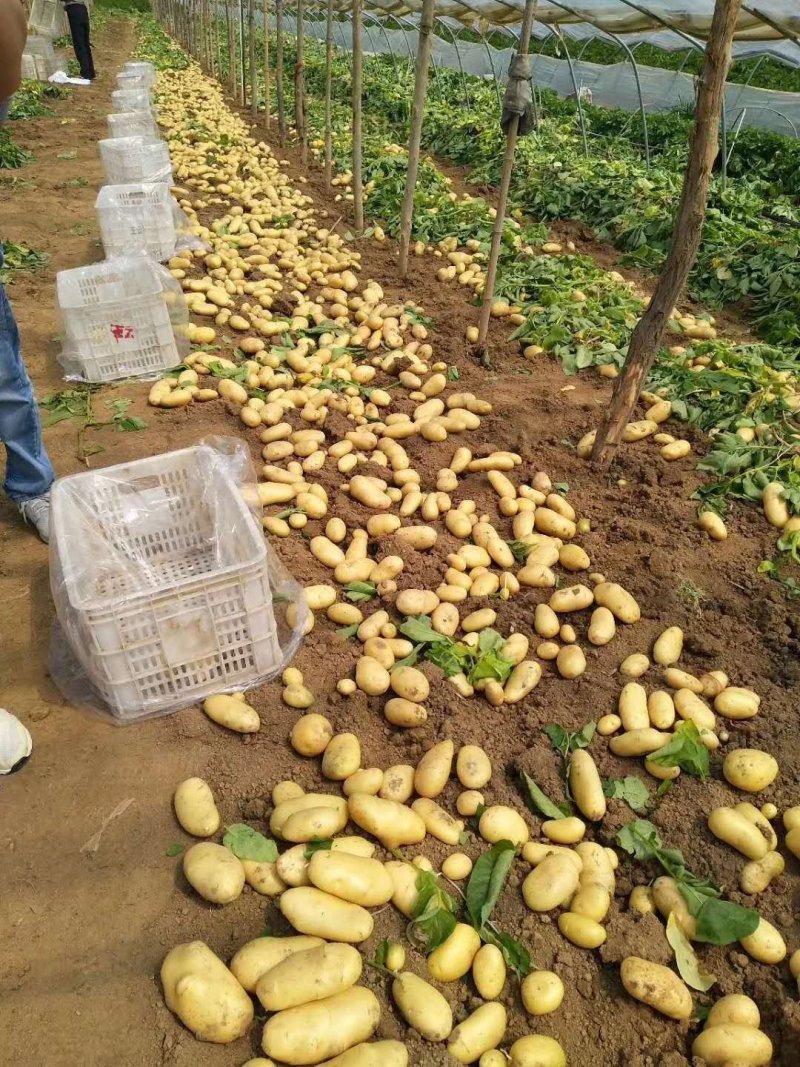 山东滕州荷兰十五土豆供应市场超市加工厂，大量供应品质保障