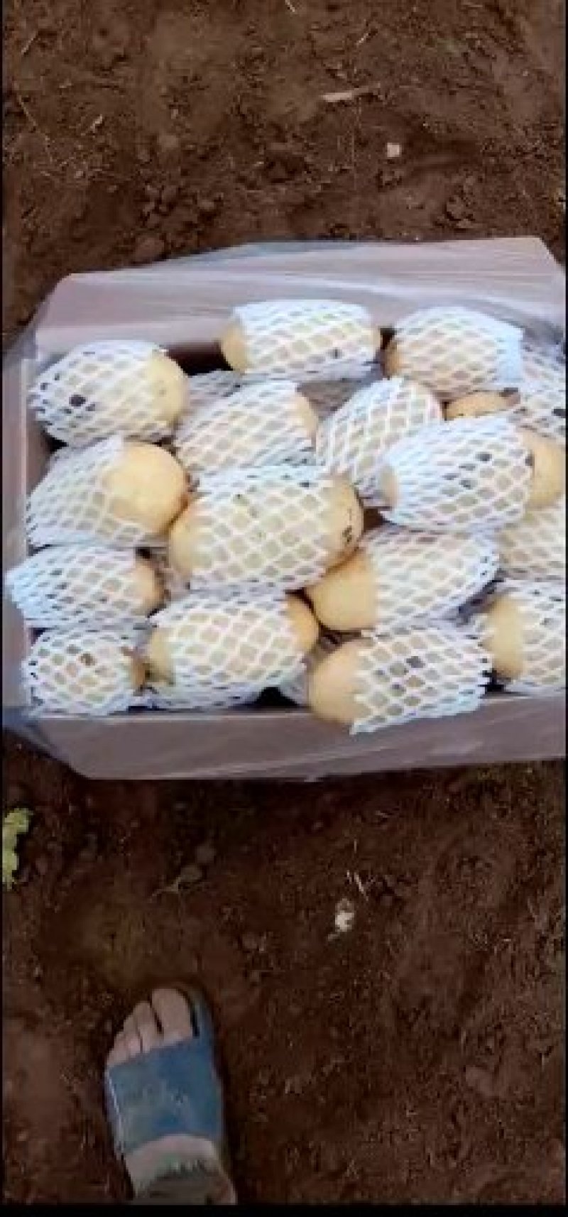荷兰十五土豆，产地直发，货源充足，品质保证，欢迎致电