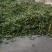 土胡豆