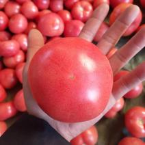 河北硬粉西红柿产地直发，大量供应，质量保证欢迎来电咨询