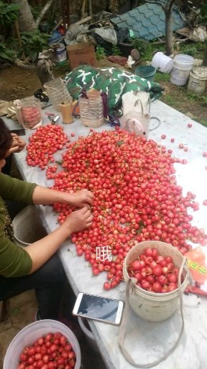 山东大樱桃红灯美早直供包售后